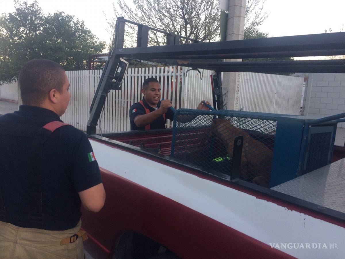 $!Pitbull ingresa a miscelánea de Saltillo; bomberos lo retienen