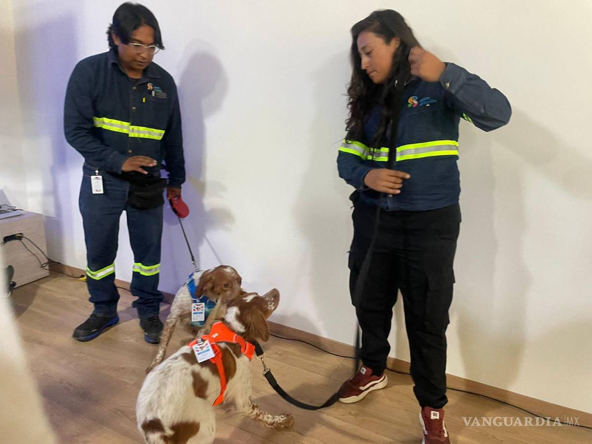 $!Aunque fue presentado apenas este viernes ante los medios de comunicación, Rex ya participa en labores operativas y, de acuerdo con Aguas de Saltillo, ha detectado alrededor de 150 fugas durante su proceso de adaptación.