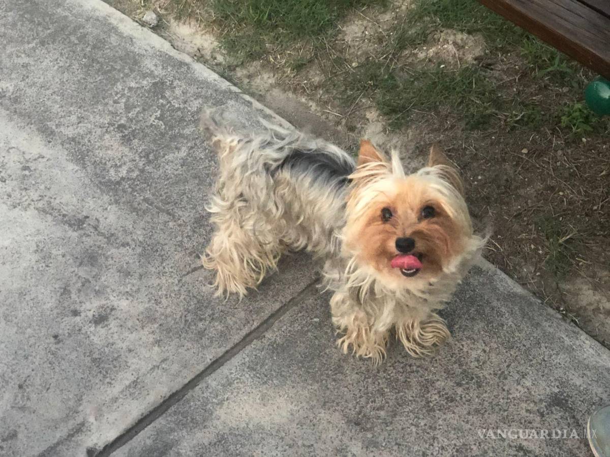 $!Lorenzo recibe atención médica como parte del seguimiento a su salud visual, un ejemplo del cuidado constante y responsable hacia las mascotas.