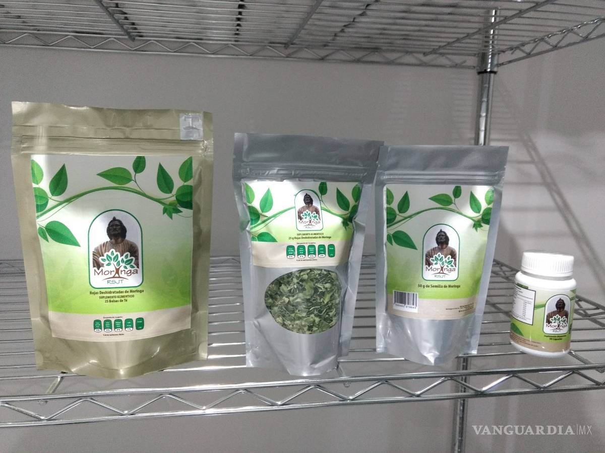 $!Nava, Coahuila, productor y exportador de Moringa, el Árbol de la Vida