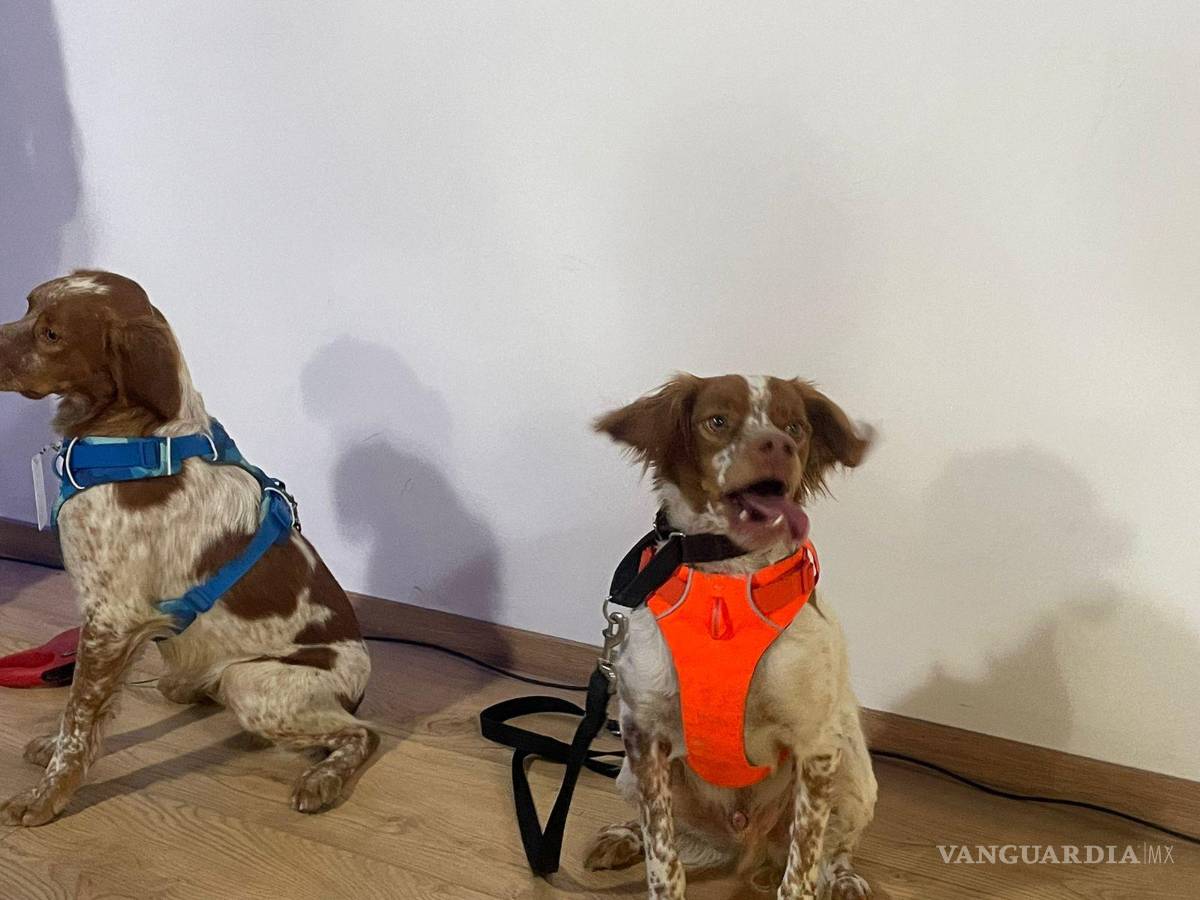 $!Tras el éxito obtenido con Manchas, quien ha localizado más de mil 700 fugas durante su periodo de servicio, AgSal decidió fortalecer el programa con la incorporación de un segundo perro especializado.