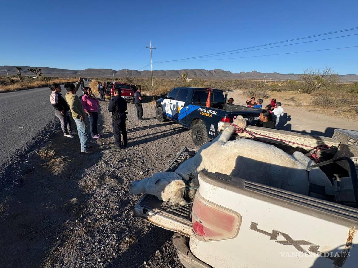 $!El cuerpo del caballo fue subido a una camioneta.