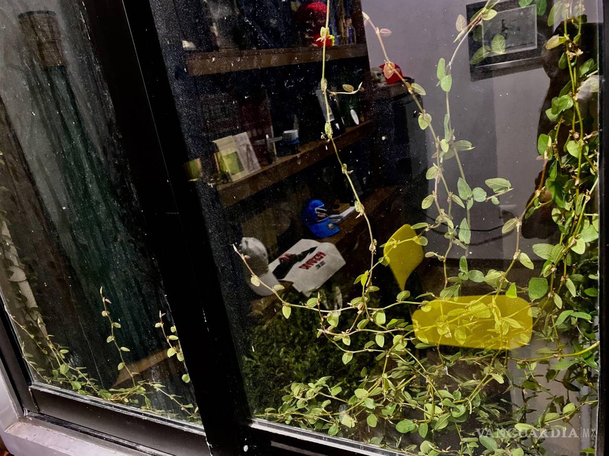 $!Las enredaderas cubrían poco a poco su casa, aún las ventanas y eso le encantaba.