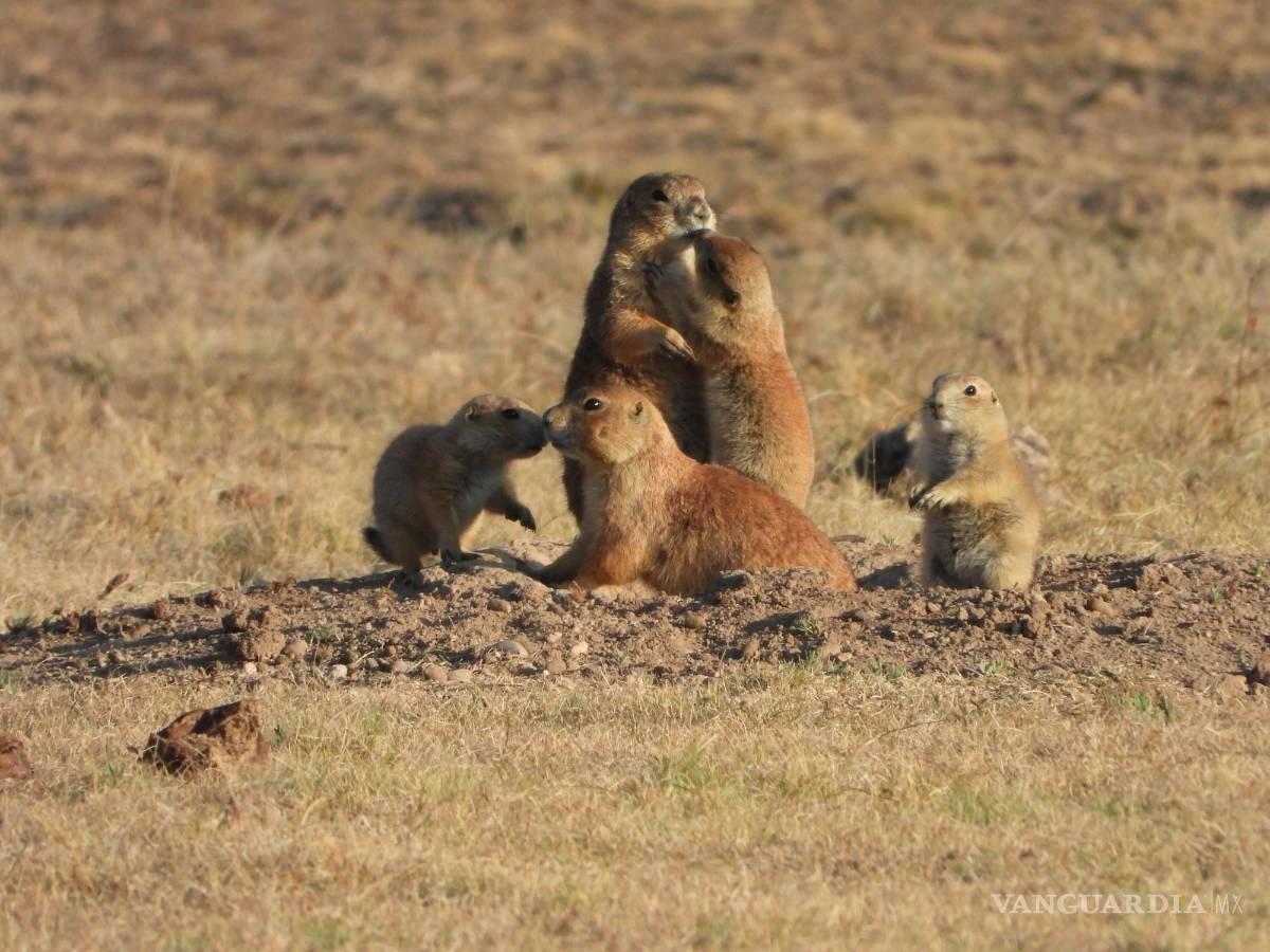 $!En México existen dos especies, pero una de ellas es endémica y se denomina perrito llanero mexicano.
