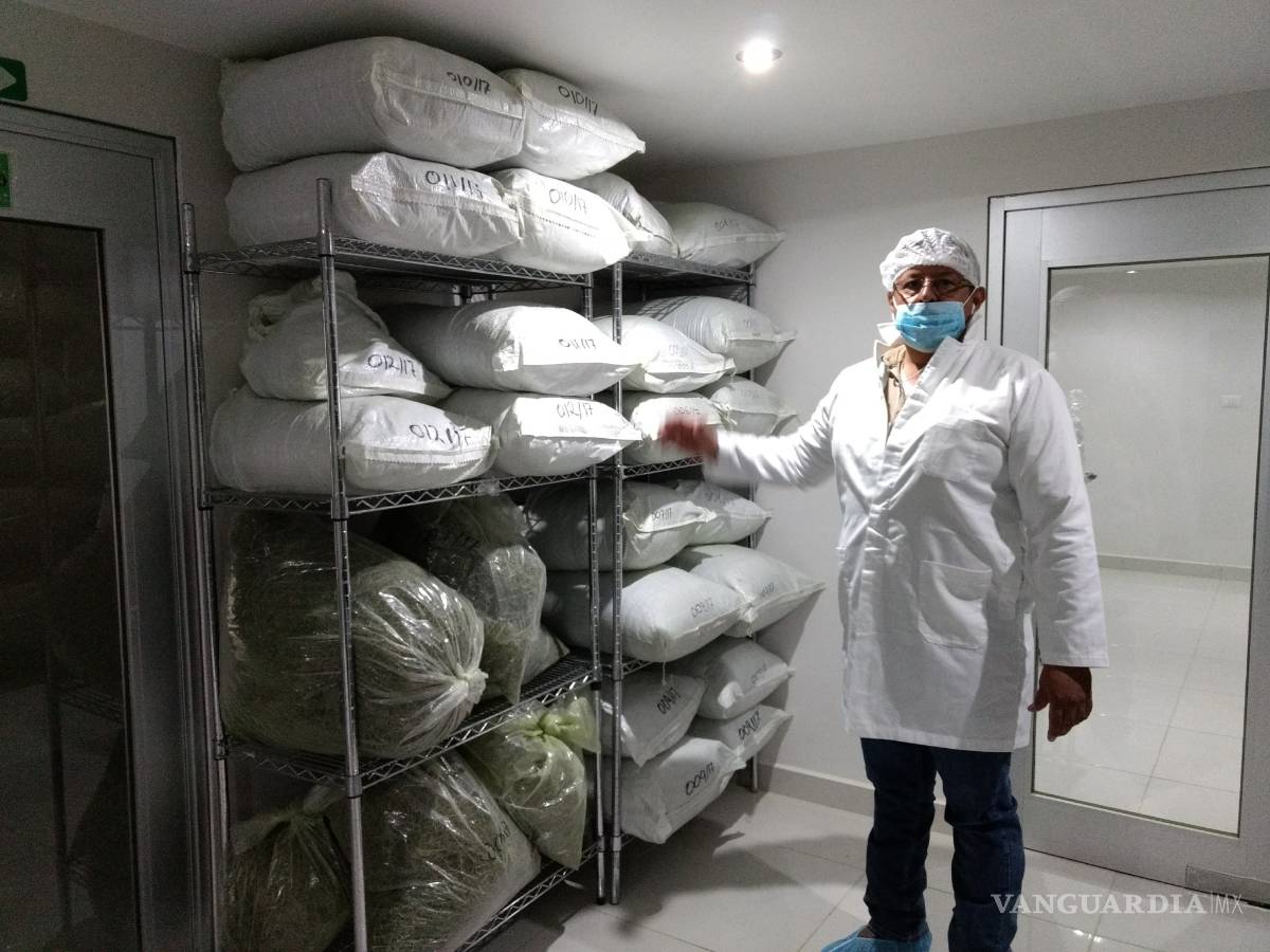 $!Nava, Coahuila, productor y exportador de Moringa, el Árbol de la Vida