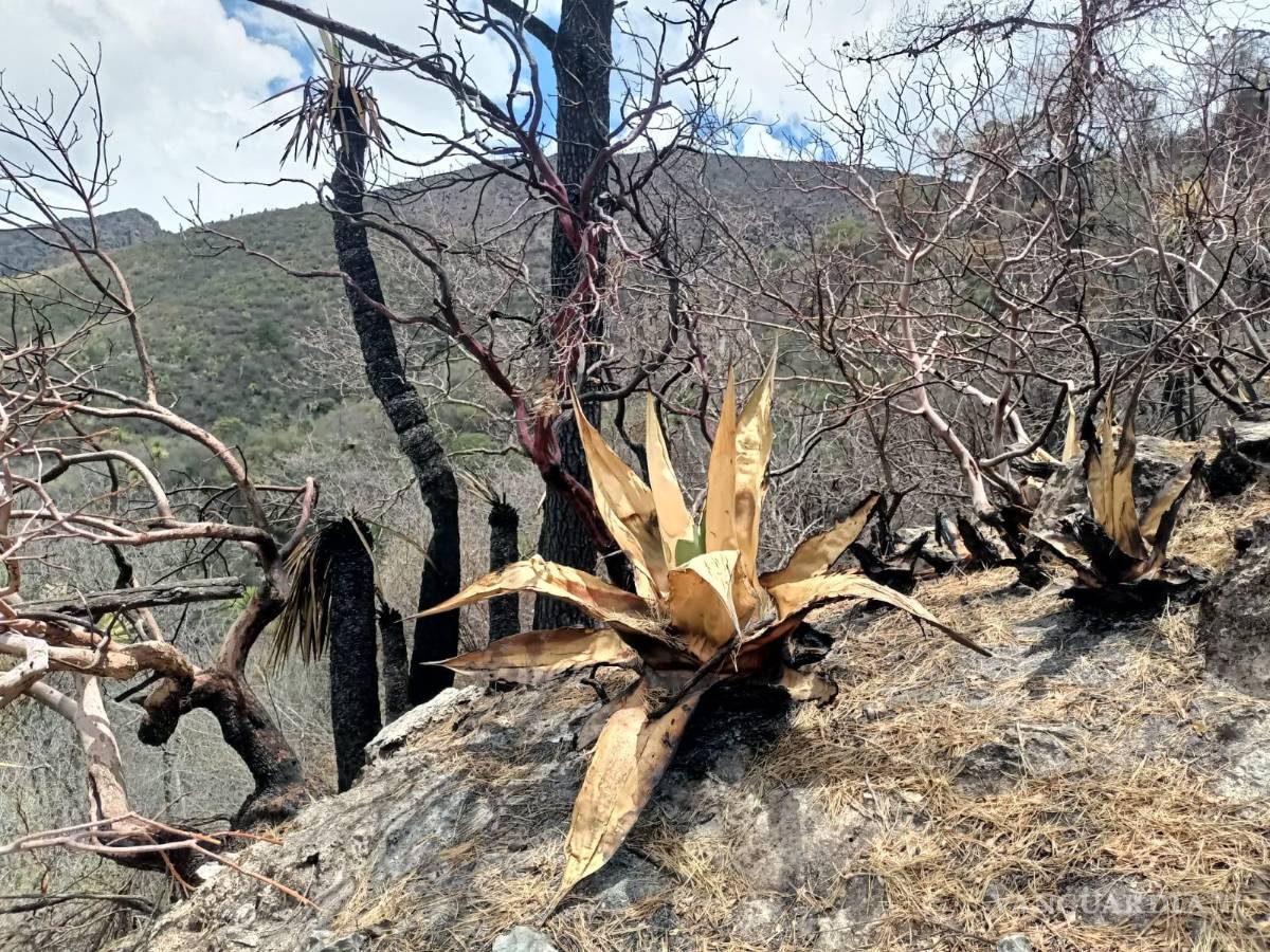 $!En la zona del incendio se encuentran las brechas creadas por brigadistas para frenar el siniestro.