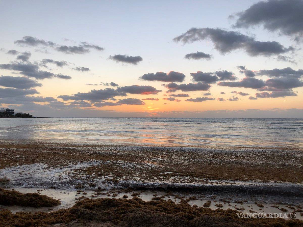 $!¿Qué es el sargazo?, fenómeno que afecta a la Riviera Maya