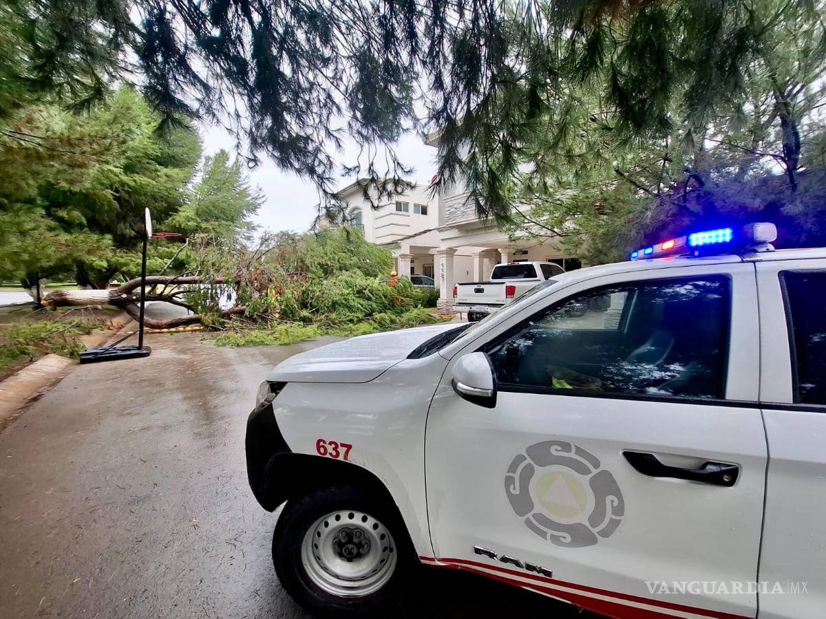 $!Cuadrillas de Servicios Primarios retiran los árboles caídos que dejó la reciente lluvia.