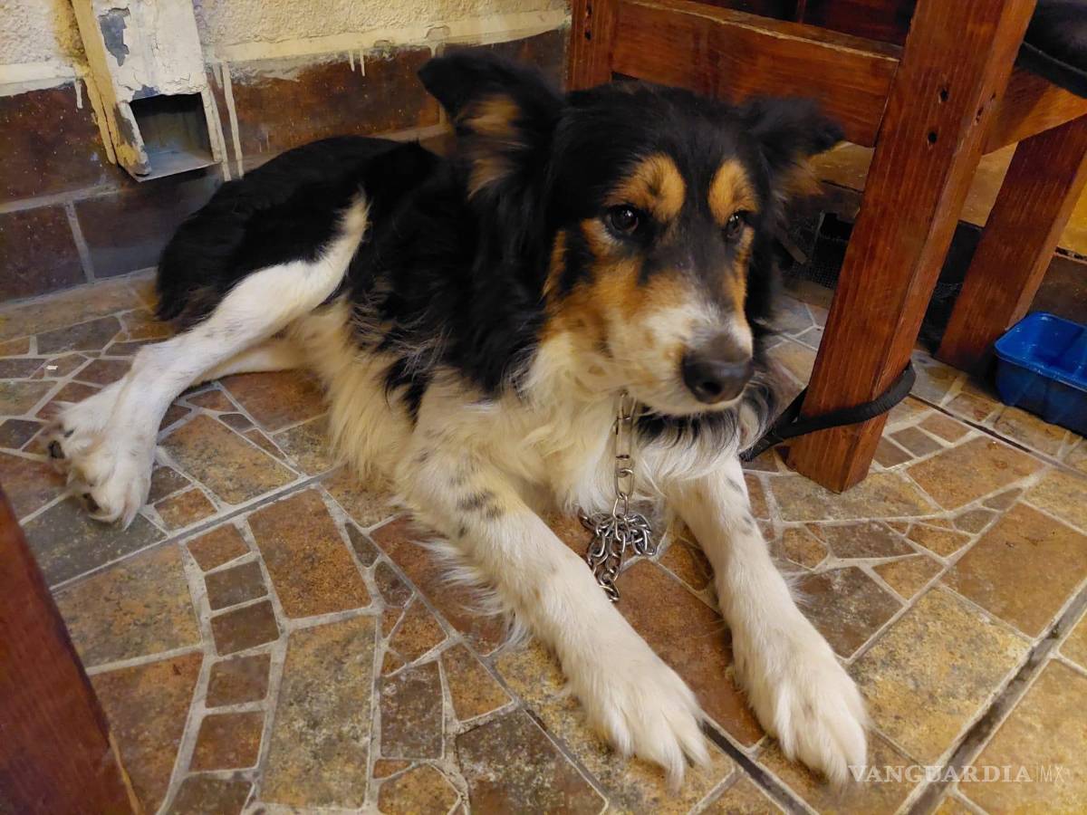 $!Perrito se escapa para ‘terminar el bachillerato’; alumnos del CBTis lo rescatan y entregan a su familia en Saltillo