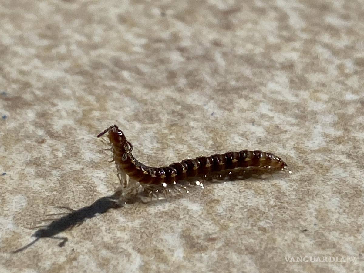 $!Fragilidad con dignidad, la de los insectos.