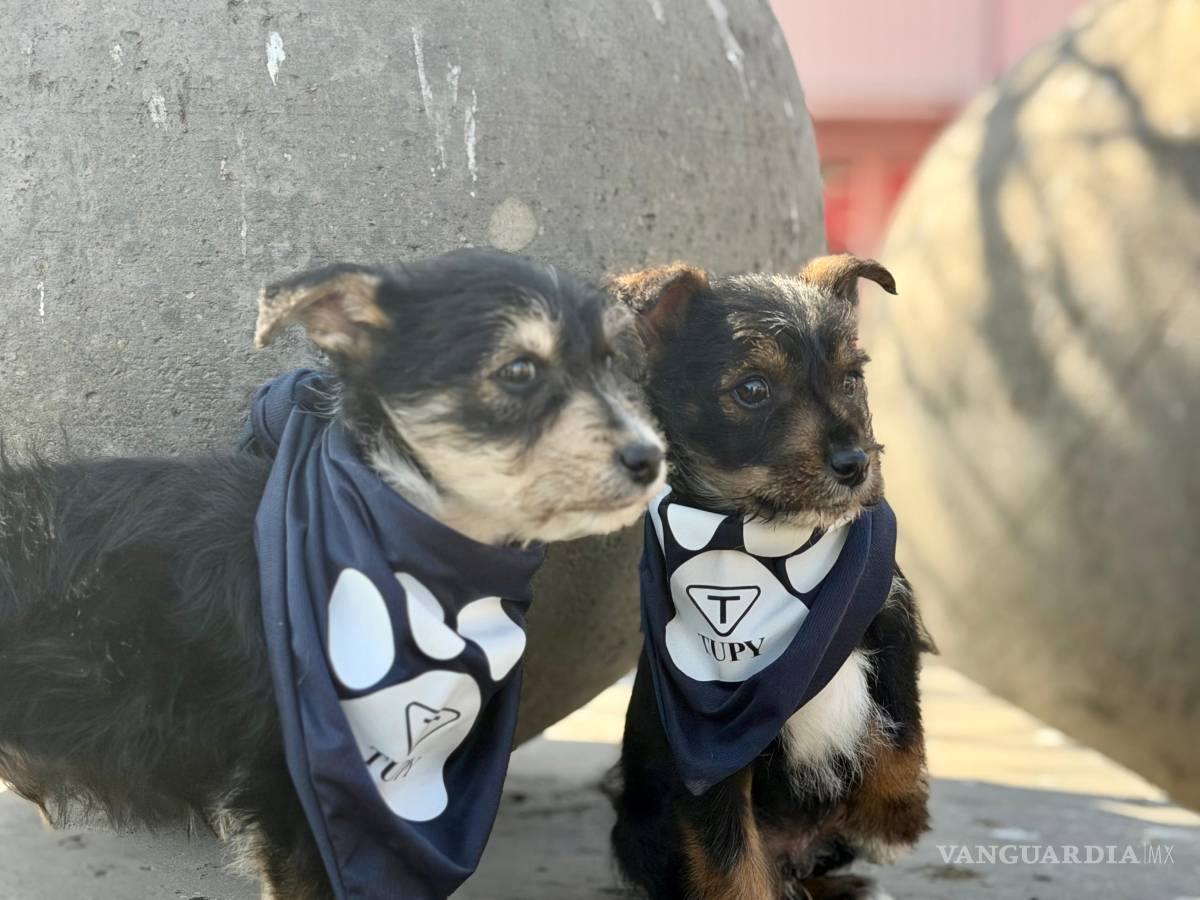 $!Durante la campaña “Huellas con Propósito”, Tupy difundió historias de perros en adopción para fomentar la conciencia sobre el rescate animal.