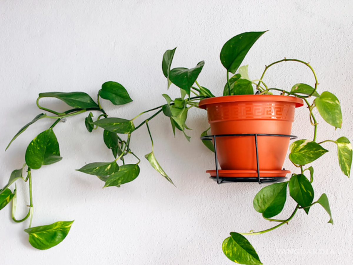 $!Conocida como planta Teléfono, crece de forma exuberante.
