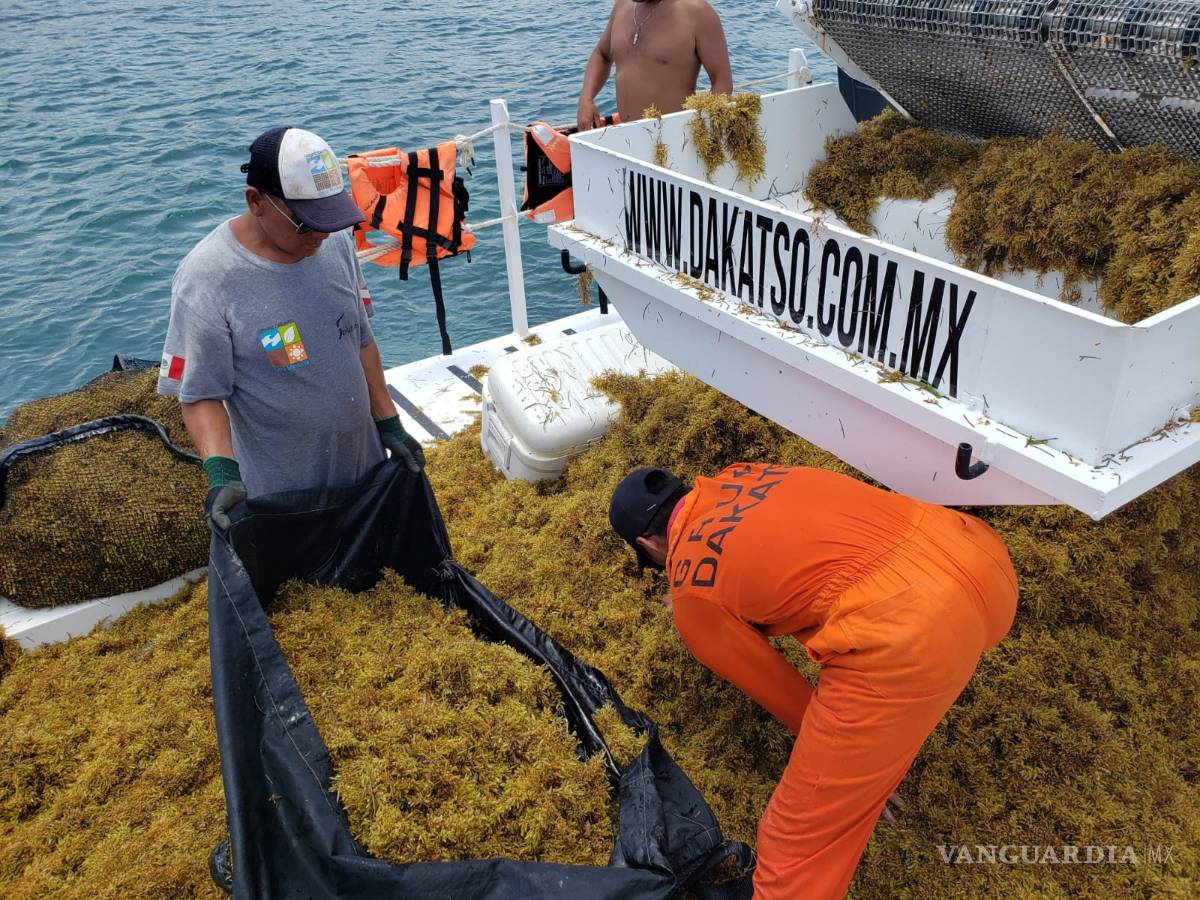 $!Prevén gran llegada de sargazo a Quintana Roo