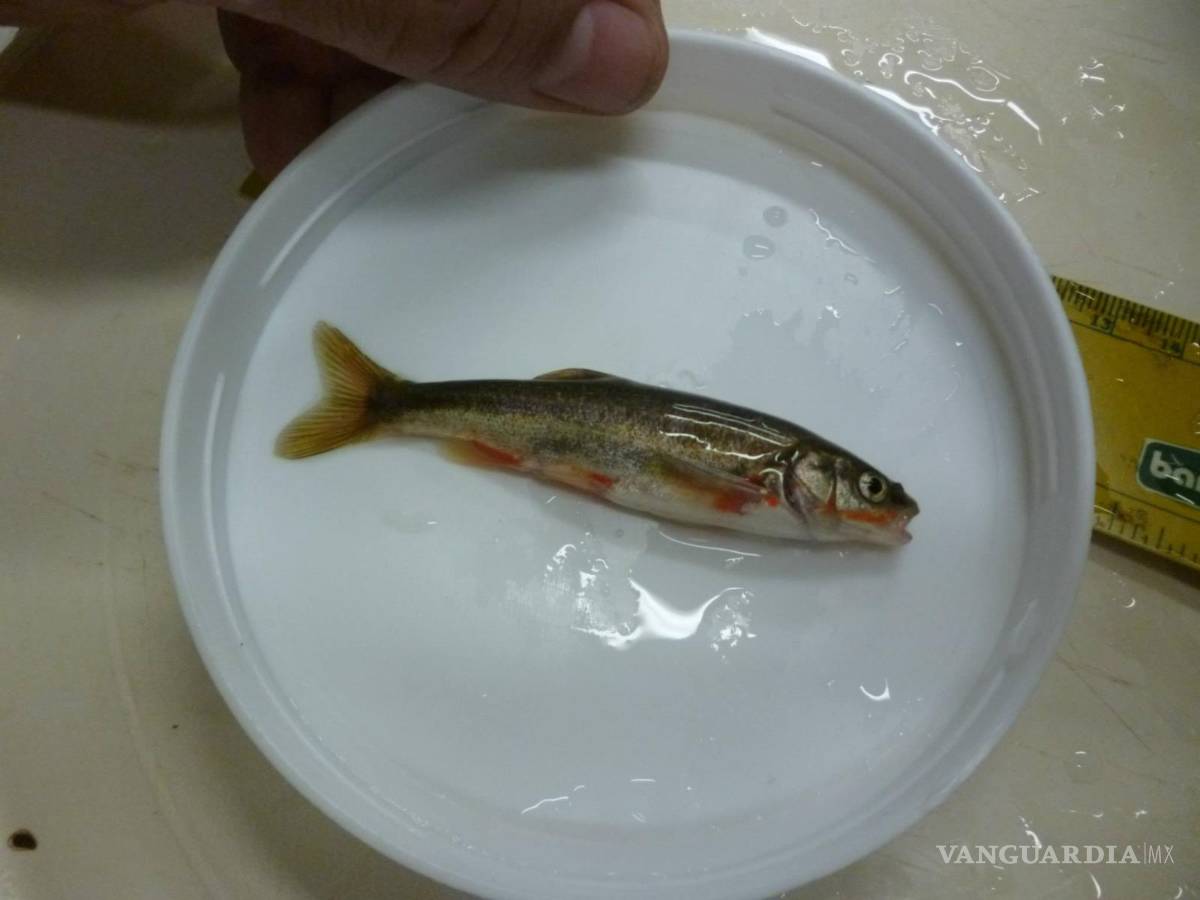 $!La Gila Modesta que tiene su mayor población en el Arroyo Los Chorros de Arteaga, ha mermado su población en los últimos 20 años.