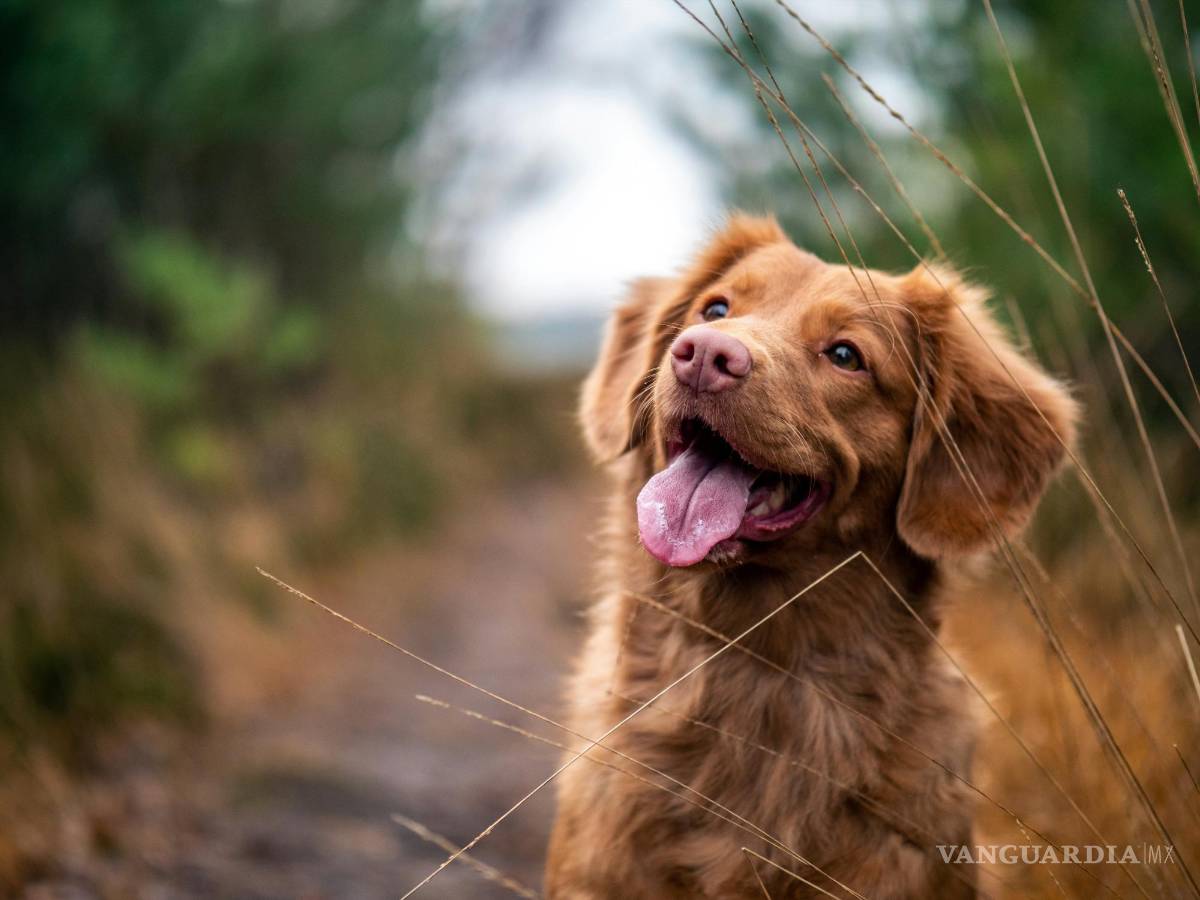 $!Los proponentes de la deducción de gastos de mascotas argumentan que esta medida tendría varios beneficios.