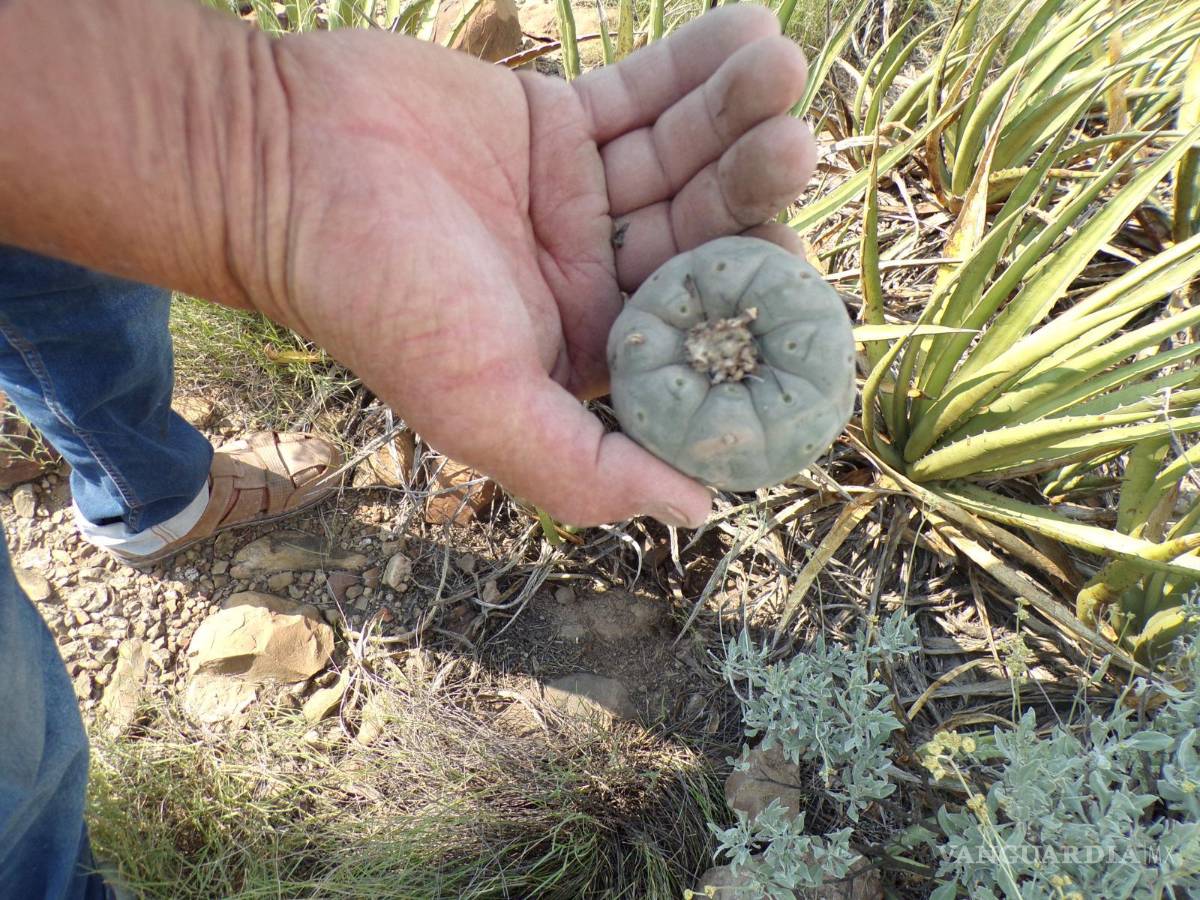 $!El peyote, una planta sagrada para muchas comunidades, fue saqueado en Noria de la Sabina.