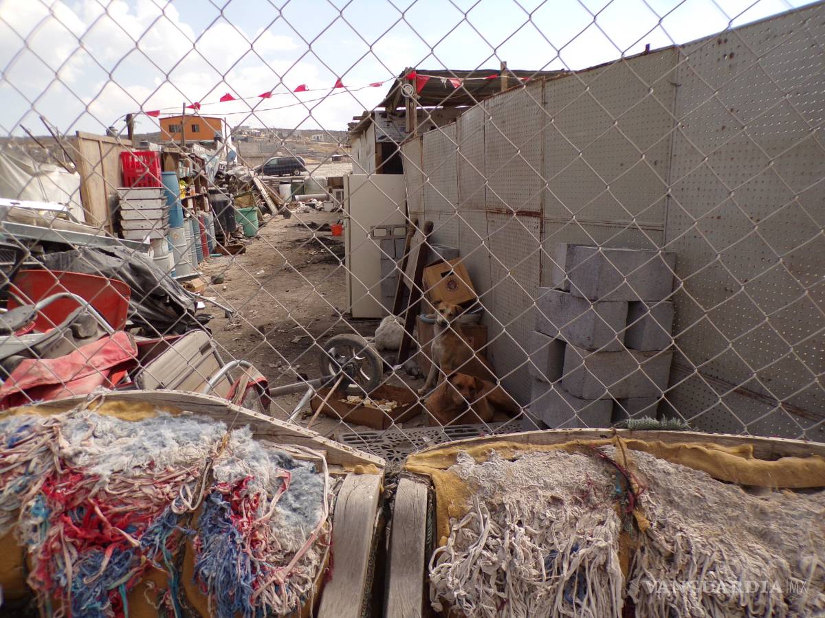 $!Vuelve a atacar jauría y ni a quién reclamarle, canes sin dueño matan ganado en Los Magueyales