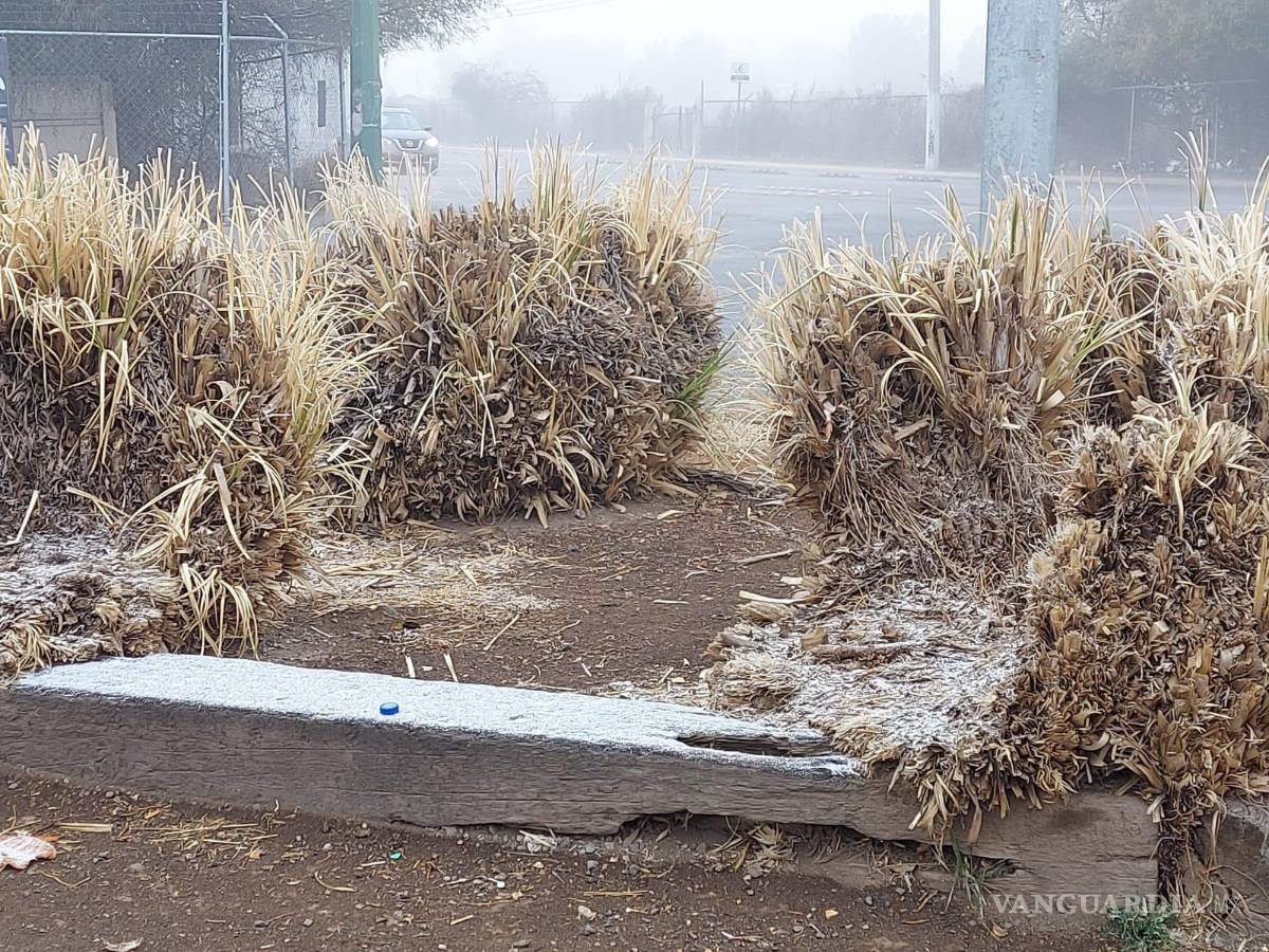$!En los camellones ubicados al sur de la ciudad se observa la caída de aguanieve.