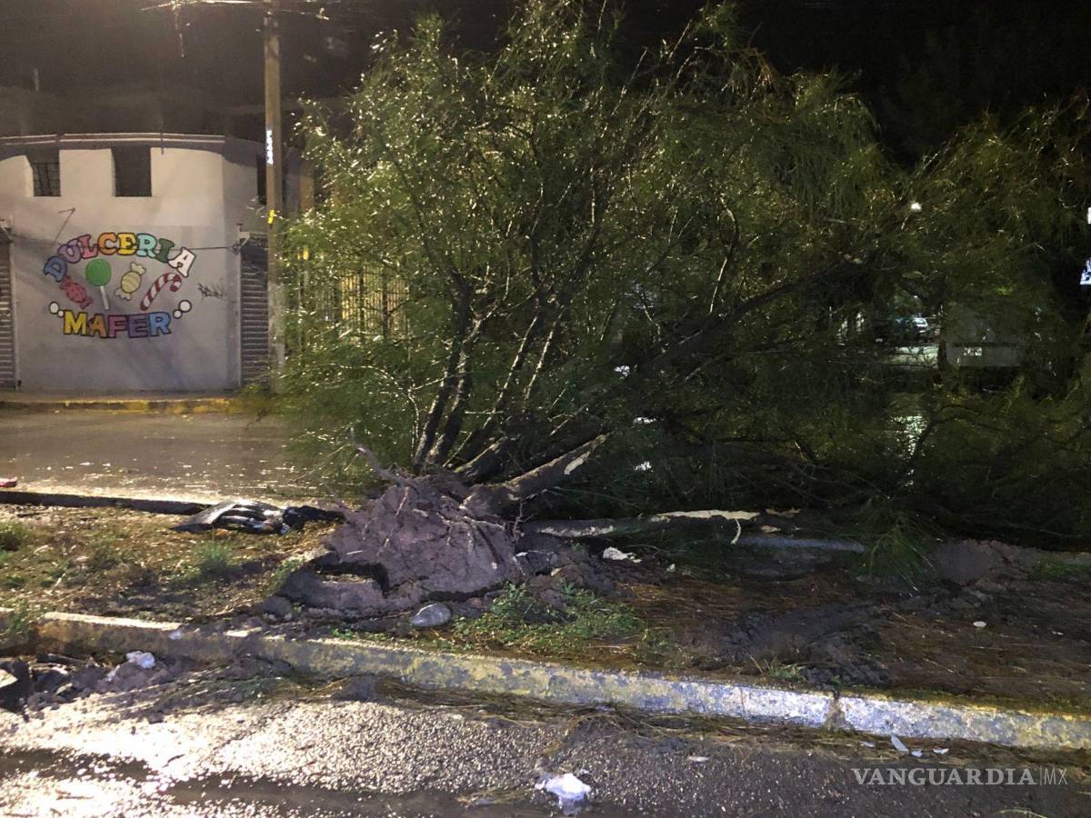$!El árbol terminó al lado de la calle.
