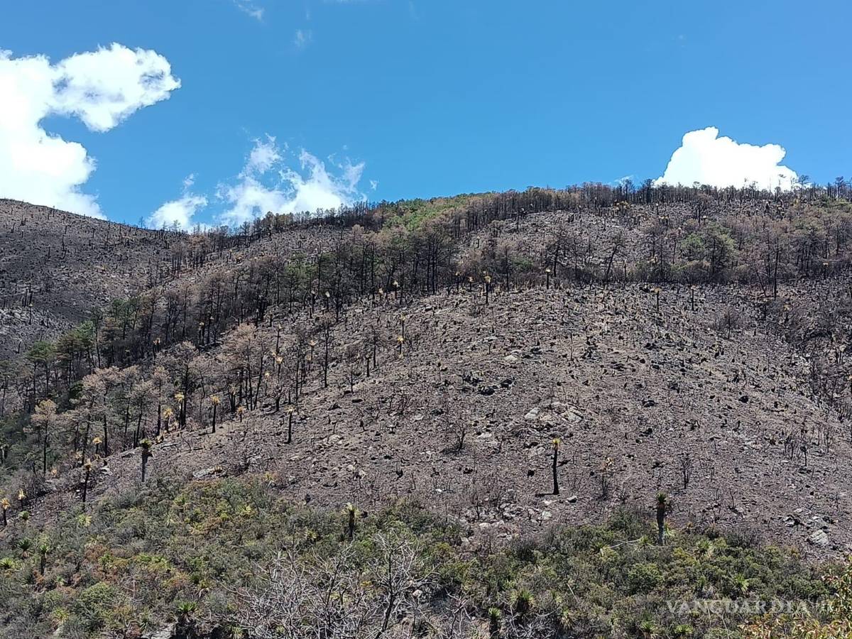 $!Los principales estragos se ubican en las zonas altas de la montaña.