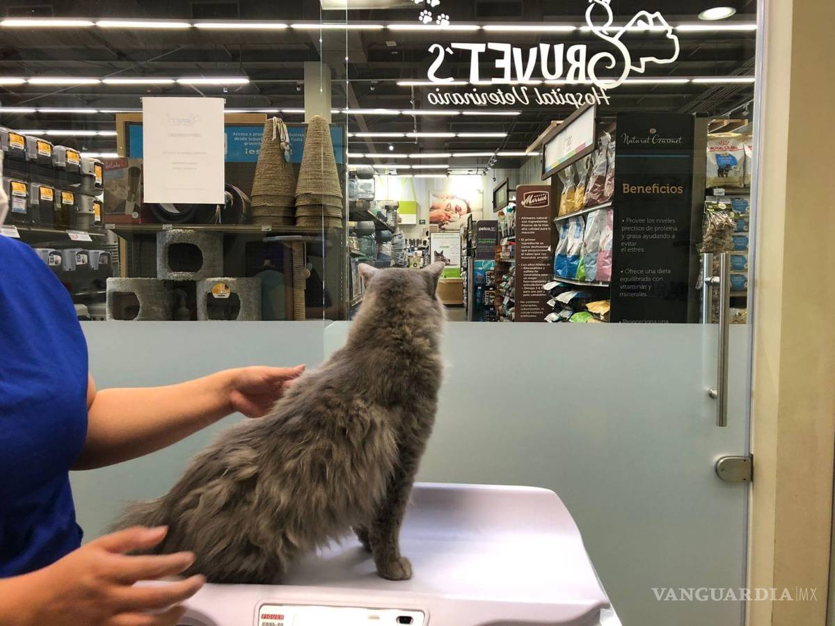 $!El felino recibió la atención clínica en una veterinaria.