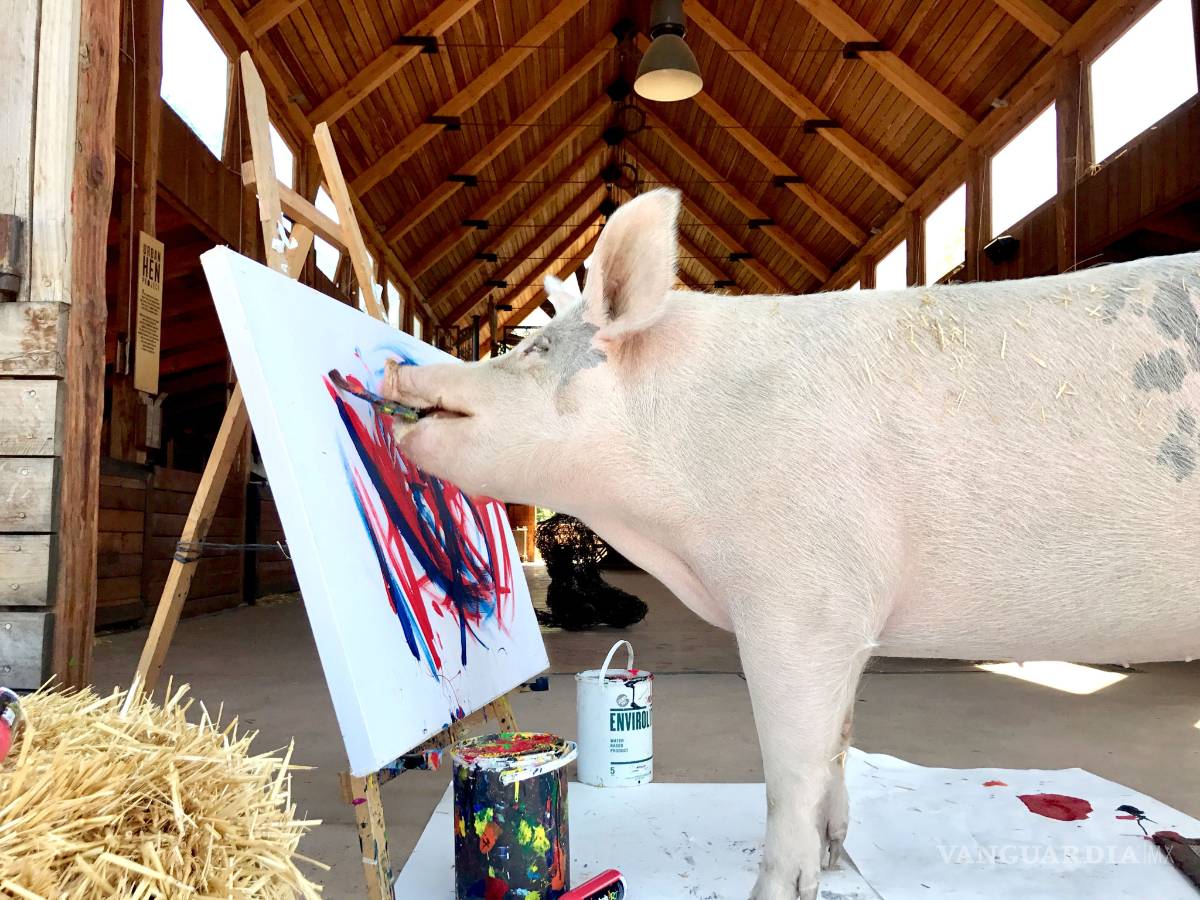 $!Conoce a Pigcasso, el famoso cerdito que pinta
