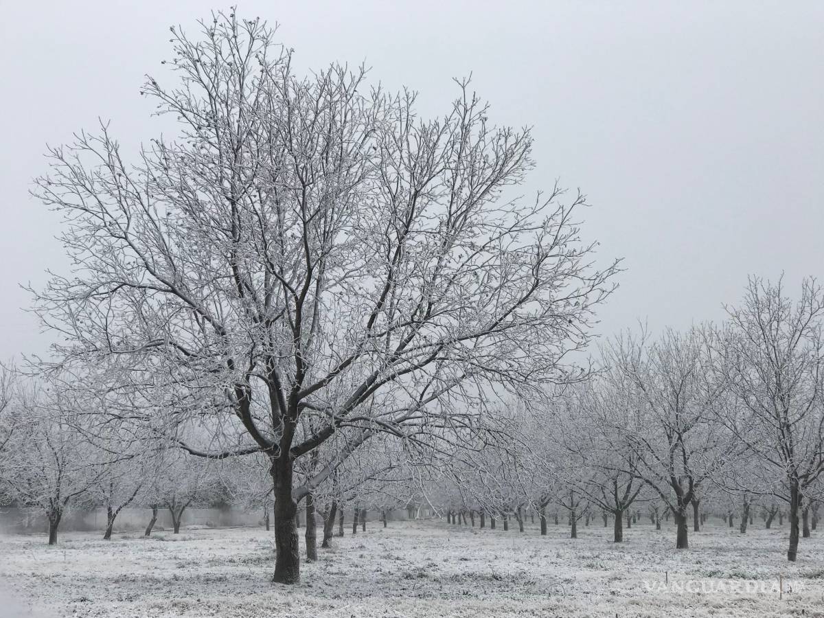 $!Ramos Arizpe se viste de blanco (fotogalería)