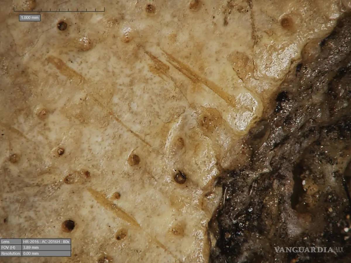 $!Marcas de corte encontradas en el cráneo 236, probablemente hechas con un objeto punzante.