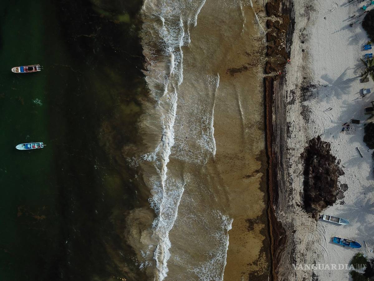 $!Sargazo convierte al mar Caribe en color negro