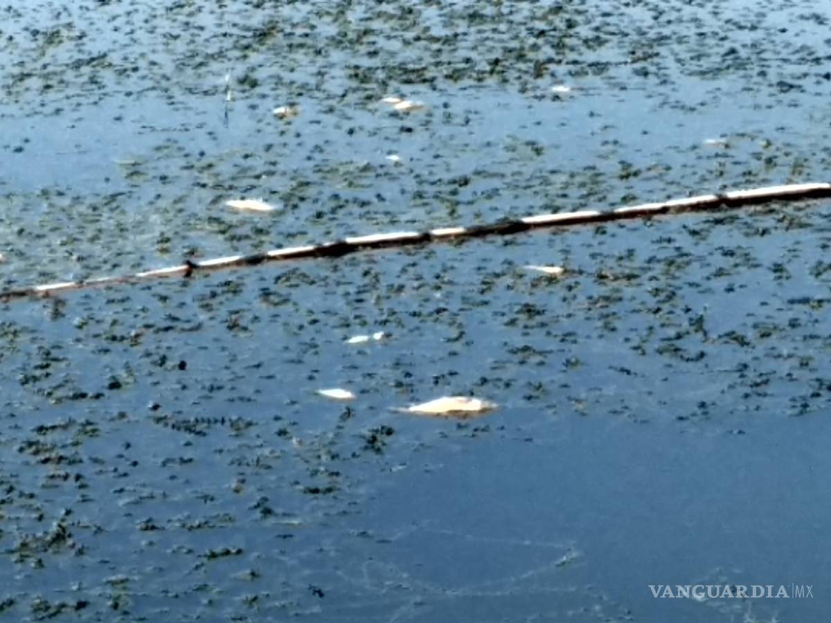 $!Cientos de peces mueren en el Río Escondido, en Villa de Fuente, Coahuila