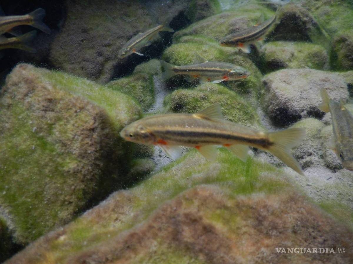 $!Especialistas advierten que de no cuidarse La Carpita de Saltillo podría perderse y será sólo conocida por las futuras generaciones en fotografías.