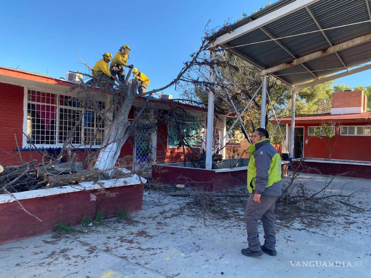 $!Algunas escuelas reportan caída de árboles en su interior.