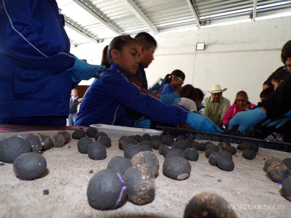 $!En cada bolita van tres semillas, que esperan caigan en tierra fértil.