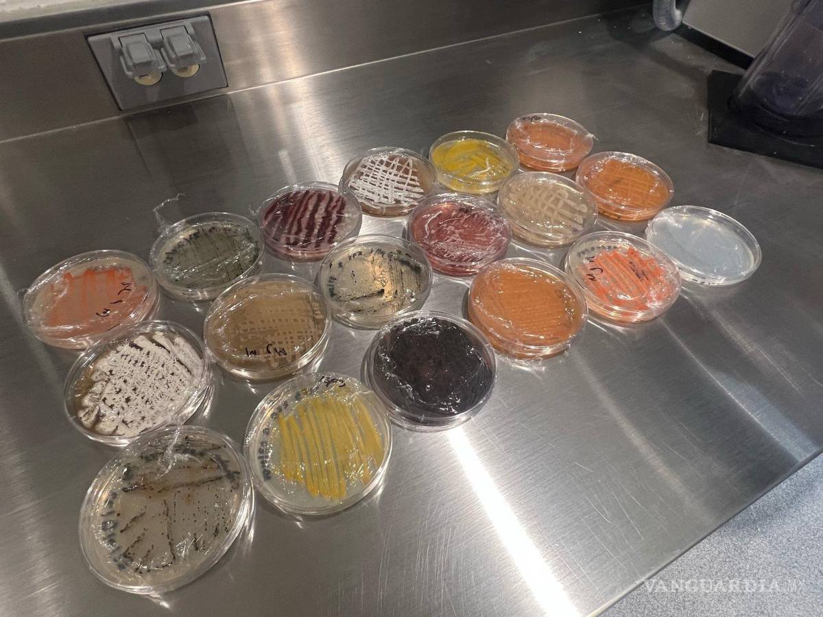 $!De avanzar las investigaciones, se estaría generando antibióticos completamente modernos para el planeta.