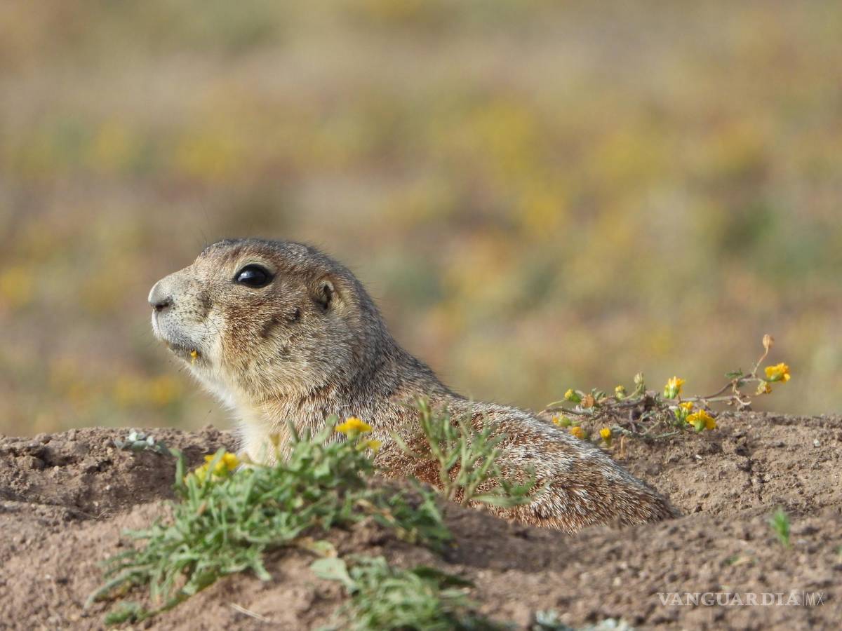 $!Sus madrigueras abandonadas sirven de refugio para otras especies como el tecolote llanero,