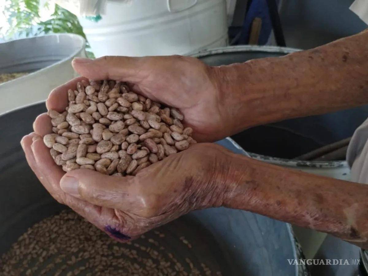 $!El frijol pinto de Saltillo es una de las variedades más resistentes.