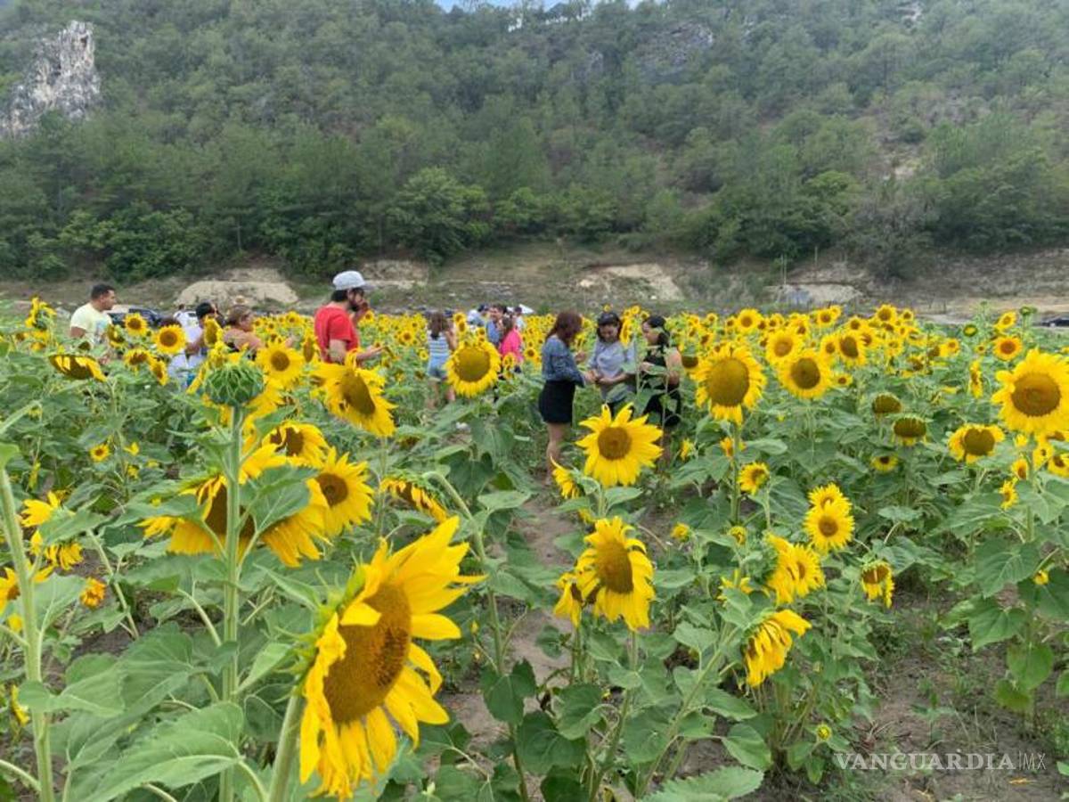 $!La temporada de girasoles fue inaugurada este año, el 1 de julio y desde entonces ha atraído la atención de visitantes del estado y ciudades cercanas