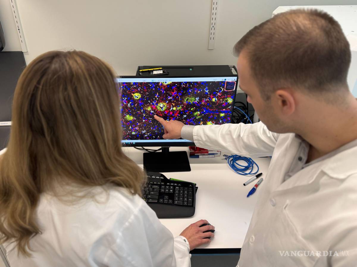 $!Los autores del estudio, David Gate (izquierda) y Lynn van Olst (derecha), examinan una imagen de computadora de un cerebro humano con enfermedad de Alzheimer que había sido tratado con inmunización contra la beta amiloide.