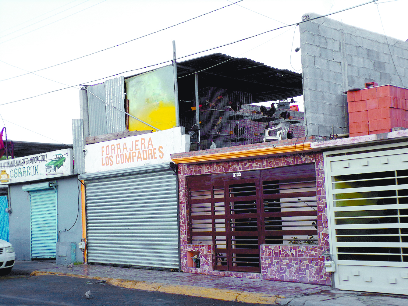 $!Vecinos de colonia del sur de Saltillo se quejan de gallos; no los dejan dormir, afirman