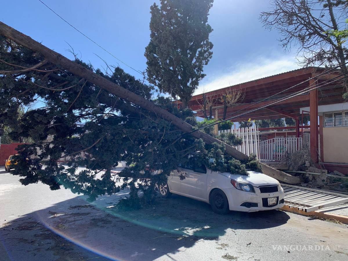 $!El árbol tumbó una barda y cayó encima de un auto.