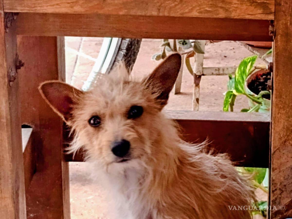 $!El perrito, de siete años, se extravió en Saltillo y su familia pide ayuda para localizarlo.