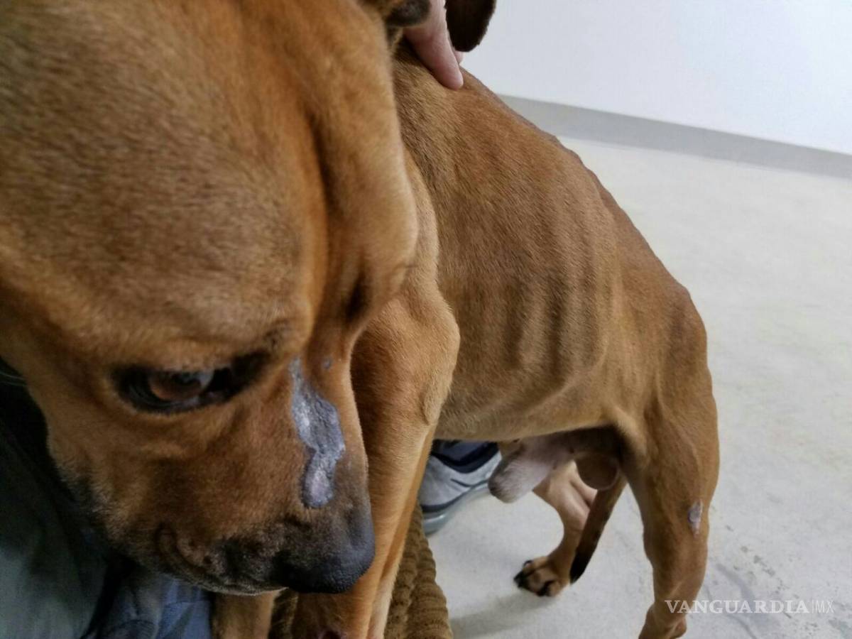 $!Revelan que el perro Max fue violentado a golpes y que sufre de desnutrición