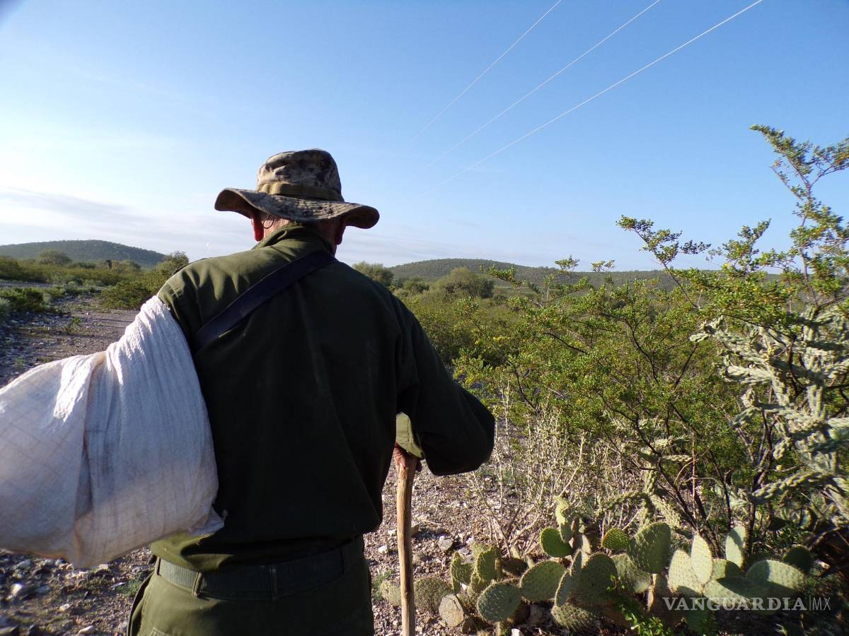 $!El Jefe del Desierto camina y encuentra la planta sagrada, el peyote, motivo por el que decenas de turistas llegan a esta zona.