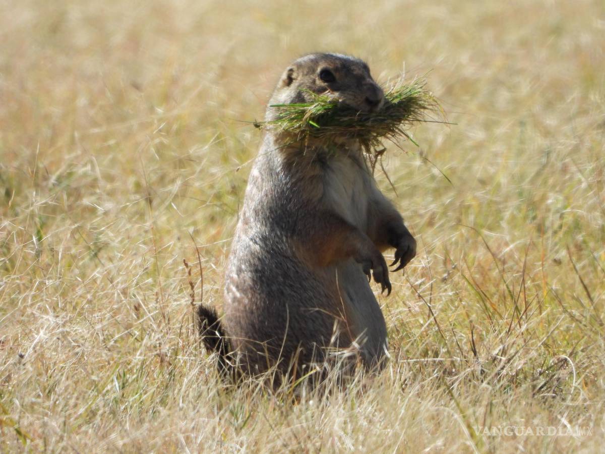$!El perrito también es alimento de muchas especies amenazadas como el águila real, la zorra norteña del desierto, el tejón y la víbora de cascabel de los pastizales.
