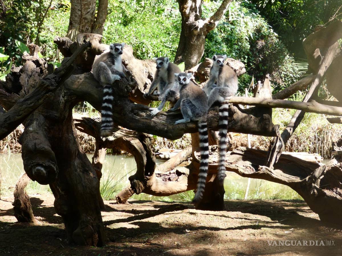 $!Los lémures son emblema característico de Madagascar.