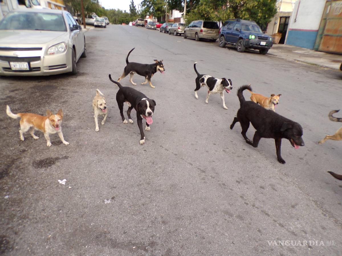 $!El abandono de los perros es un problema de la sociedad que ocasiona que se creen jaurías que terminan en la montaña.