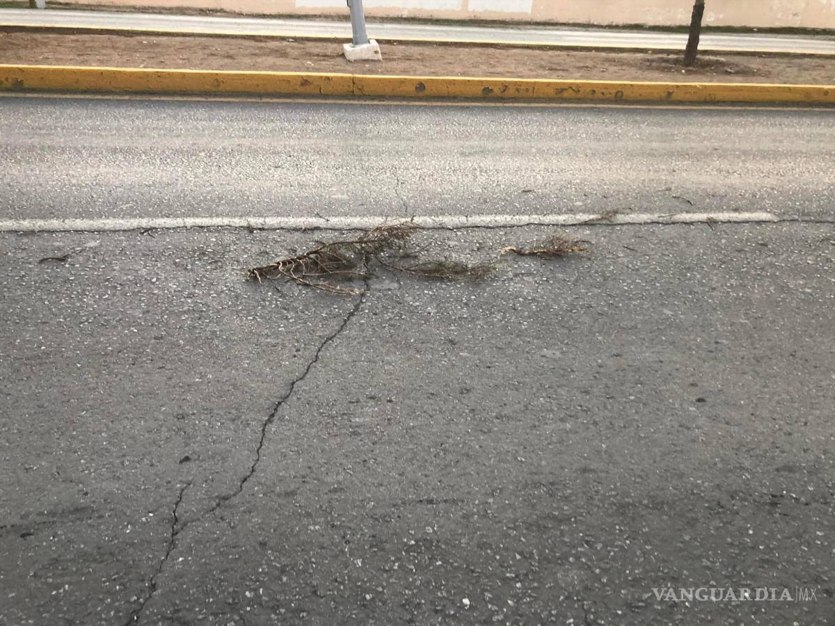 $!Usuarios de Facebook reportaron haber visto un arbusto tirado por las calles.