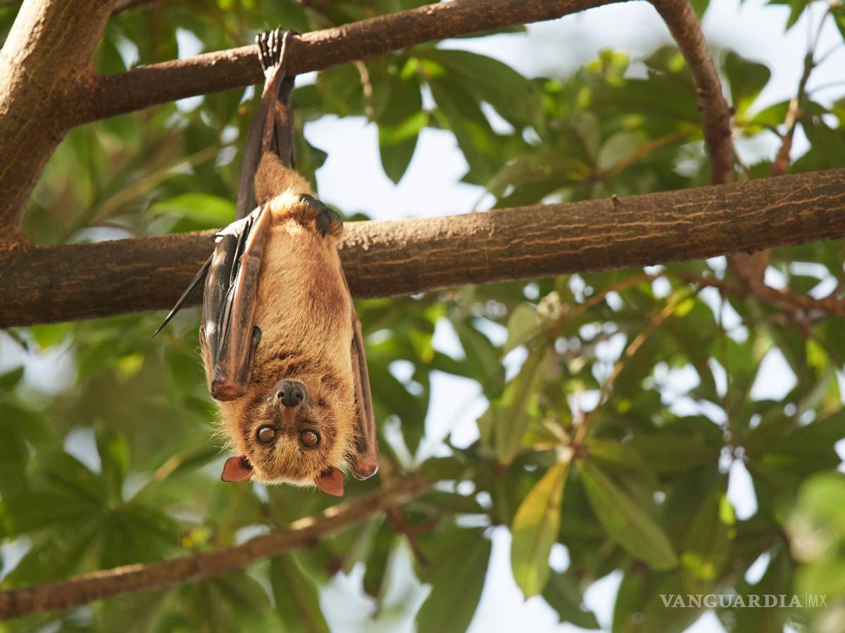$!Murciélagos y búhos pueden volverse más activas durante un eclipse solar.