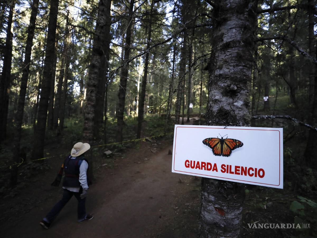 $!¿Por qué proteger las mariposas es tan peligroso?