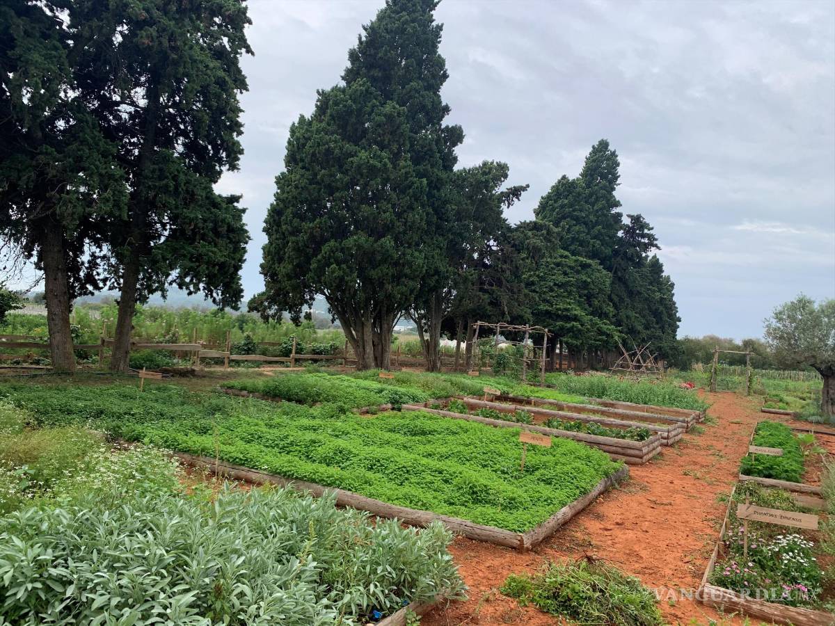 $!Huerta cuidada y con tierra preparada con agricultura biodinámica. EFE/David Méndez León
